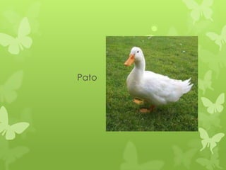 Pato
 