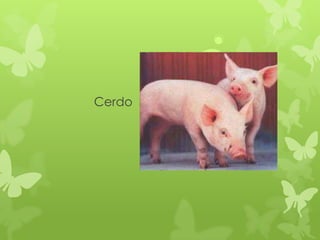 Cerdo
 