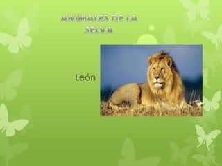 León
 