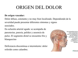 ORIGEN DEL DOLOR
De origen vascular:
Dolor difuso, constante y no muy bien localizado. Dependiendo de la
severidad puede presentar diferentes síntomas y signos
asociados.
En oclusión arterial aguda: se acompaña de
parestesias, paresia, palidez y ausencia de
pulso. El segmento distal se encuentra frío y
blanquecino
Deficiencia discontinua o intermitente: dolor
referido como calambre.
 