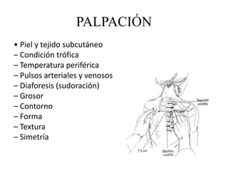 • Piel y tejido subcutáneo
– Condición trófica
– Temperatura periférica
– Pulsos arteriales y venosos
– Diaforesis (sudoración)
– Grosor
– Contorno
– Forma
– Textura
– Simetría
PALPACIÓN
 