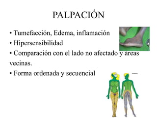 • Tumefacción, Edema, inflamación
• Hipersensibilidad
• Comparación con el lado no afectado y áreas
vecinas.
• Forma ordenada y secuencial
PALPACIÓN
 