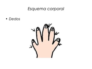 Esquema corporal
• Dedos