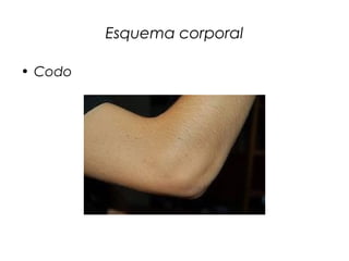 Esquema corporal
• Codo