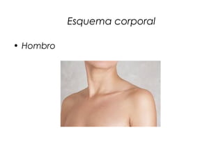 Esquema corporal
• Hombro