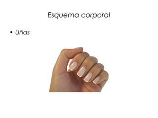 Esquema corporal
• Uñas