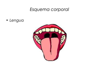Esquema corporal
• Lengua