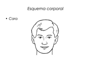 Esquema corporal
• Cara
