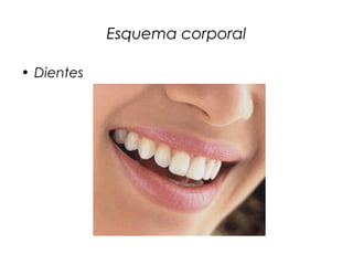 Esquema corporal
• Dientes