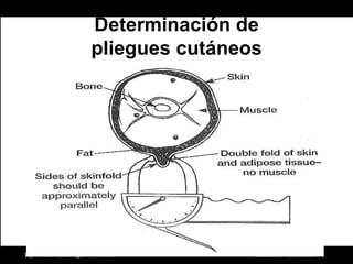 Diplomado Cardiología PreventivaDeterminación de pliegues cutáneosSe basa en determinar el espesor de la epidermis con su fascia adyacente y tejido adiposo subcutáneo (pliegue subcutáneo) en ciertas localizaciones del cuerpo con un plicómetroLa medición debe realizarse  en la zona del hemicuerpo no dominante y se considera el valor medio de tres mediciones