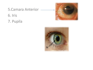 5.Camara Anterior
6. Iris
7. Pupila
 