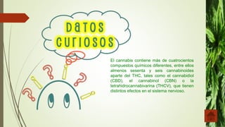 El cannabis contiene más de cuatrocientos
compuestos químicos diferentes, entre ellos
almenos sesenta y seis cannabinoides
aparte del THC, tales como el cannabidiol
(CBD), el cannabinol (CBN) o la
tetrahidrocannabivarina (THCV), que tienen
distintos efectos en el sistema nervioso.
 