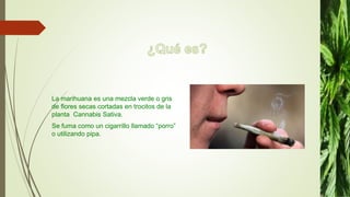 La marihuana es una mezcla verde o gris
de flores secas cortadas en trocitos de la
planta Cannabis Sativa.
Se fuma como un cigarrillo llamado “porro”
o utilizando pipa.
 