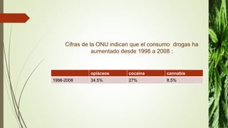 Cifras de la ONU indican que el consumo drogas ha
aumentado desde 1998 a 2008 :
opiáceos cocaína cannabis
1998-2008 34.5% 27% 8.5%
 