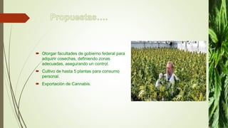  Otorgar facultades de gobierno federal para
adquirir cosechas, definiendo zonas
adecuadas, asegurando un control.
 Cultivo de hasta 5 plantas para consumo
personal.
 Exportación de Cannabis.
 