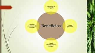 Beneficios
Disminuye la
migraña
Trata la
glaucoma
Trata la
arteriosclerosis
múltiple.
Retrasa
crecimiento de
tumores
 