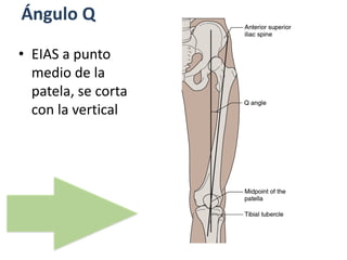 Ángulo Q
• EIAS a punto
medio de la
patela, se corta
con la vertical
 