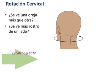 Rotación Cervical
• Escaleno y ECM
• ¿Se ve una oreja
más que otra?
• ¿Se ve más rostro
de un lado?
 