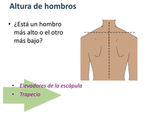 Altura de hombros
• Elevadores de la escápula
• Trapecio
• ¿Está un hombro
más alto o el otro
más bajo?
 