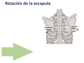 Rotación de la escapula
 