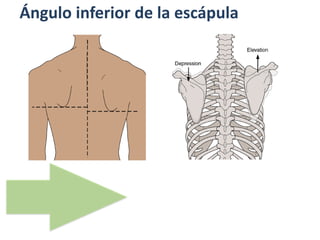 Ángulo inferior de la escápula
 