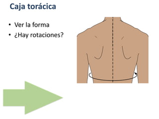 Caja torácica
• Ver la forma
• ¿Hay rotaciones?
 