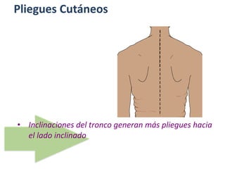 Pliegues Cutáneos
• Inclinaciones del tronco generan más pliegues hacia
el lado inclinado
 
