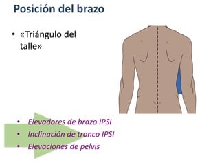 Posición del brazo
• Elevadores de brazo IPSI
• Inclinación de tronco IPSI
• Elevaciones de pelvis
• «Triángulo del
talle»
 