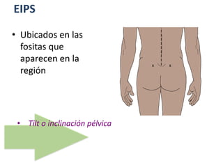 EIPS
• Tilt o inclinación pélvica
• Ubicados en las
fositas que
aparecen en la
región
 