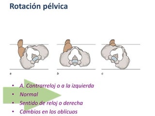 Rotación pélvica
• A. Contrarreloj o a la izquierda
• Normal
• Sentido de reloj o derecha
• Cambios en los oblicuos
 