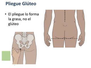 Pliegue Glúteo
• El pliegue lo forma
la grasa, no el
glúteo
 