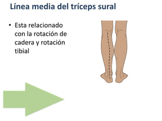 Línea media del tríceps sural
• Esta relacionado
con la rotación de
cadera y rotación
tibial
 