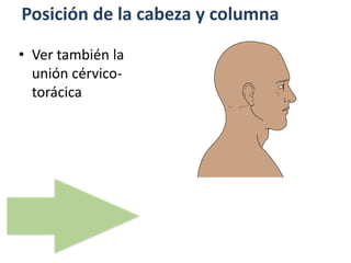 Posición de la cabeza y columna
• Ver también la
unión cérvico-
torácica
 