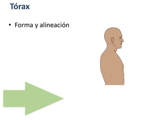 Tórax
• Forma y alineación
 