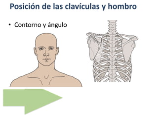 Posición de las clavículas y hombro
• Contorno y ángulo
 