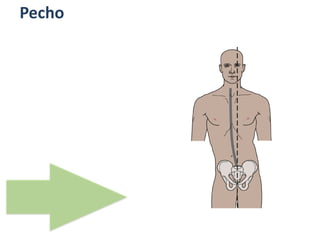 Pecho
 