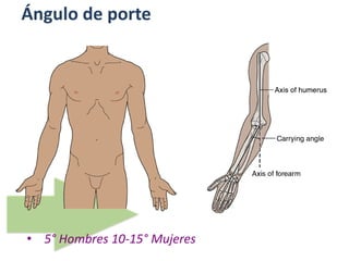 Ángulo de porte
• 5° Hombres 10-15° Mujeres
 