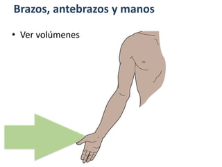Brazos, antebrazos y manos
• Ver volúmenes
 