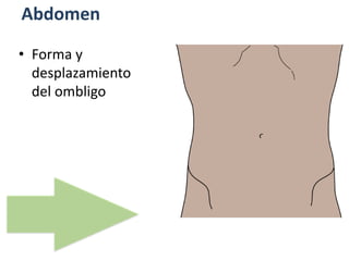 Abdomen
• Forma y
desplazamiento
del ombligo
 