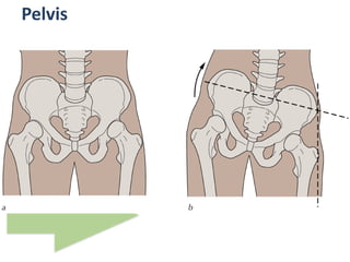 Pelvis
 