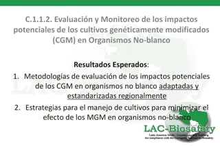 C.1.1.2. Evaluación y Monitoreo de los impactos
potenciales de los cultivos genéticamente modificados
           (CGM) en Organismos No-blanco

                  Resultados Esperados:
1. Metodologías de evaluación de los impactos potenciales
      de los CGM en organismos no blanco adaptadas y
                estandarizadas regionalmente
2. Estrategias para el manejo de cultivos para minimizar el
        efecto de los MGM en organismos no-blanco
 