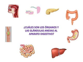 ¿Cuáles son los órganos y  las Glándulas anexas al  Aparato digestivo? 