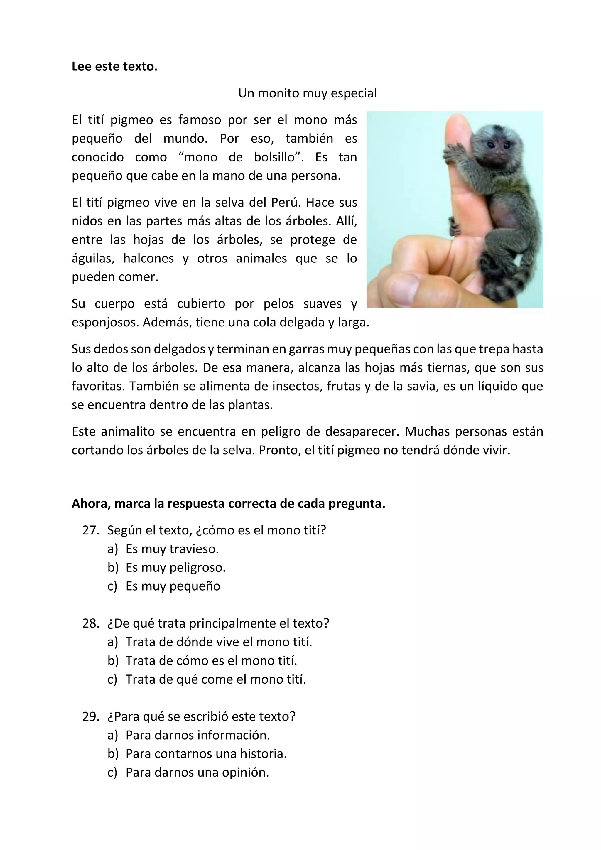 Lee este texto.
Un monito muy especial
El tití pigmeo es famoso por ser el mono más
pequeño del mundo. Por eso, también es
conocido como “mono de bolsillo”. Es tan
pequeño que cabe en la mano de una persona.
El tití pigmeo vive en la selva del Perú. Hace sus
nidos en las partes más altas de los árboles. Allí,
entre las hojas de los árboles, se protege de
águilas, halcones y otros animales que se lo
pueden comer.
Su cuerpo está cubierto por pelos suaves y
esponjosos. Además, tiene una cola delgada y larga.
Sus dedos son delgados y terminan en garras muy pequeñas con las que trepa hasta
lo alto de los árboles. De esa manera, alcanza las hojas más tiernas, que son sus
favoritas. También se alimenta de insectos, frutas y de la savia, es un líquido que
se encuentra dentro de las plantas.
Este animalito se encuentra en peligro de desaparecer. Muchas personas están
cortando los árboles de la selva. Pronto, el tití pigmeo no tendrá dónde vivir.
Ahora, marca la respuesta correcta de cada pregunta.
27. Según el texto, ¿cómo es el mono tití?
a) Es muy travieso.
b) Es muy peligroso.
c) Es muy pequeño
28. ¿De qué trata principalmente el texto?
a) Trata de dónde vive el mono tití.
b) Trata de cómo es el mono tití.
c) Trata de qué come el mono tití.
29. ¿Para qué se escribió este texto?
a) Para darnos información.
b) Para contarnos una historia.
c) Para darnos una opinión.
 