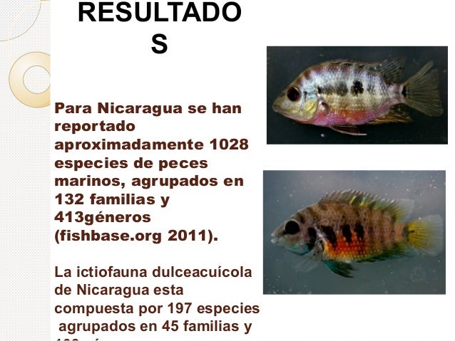 Evaluacion Actual De Los Peces De Nicaragua