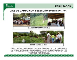Evaluación agronómica y sensorial de fríjol mejorado nutricionalmente en el Cesar