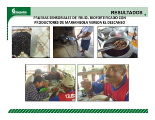 Evaluación agronómica y sensorial de fríjol mejorado nutricionalmente en el Cesar