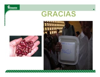 Evaluación agronómica y sensorial de fríjol mejorado nutricionalmente en el Cesar