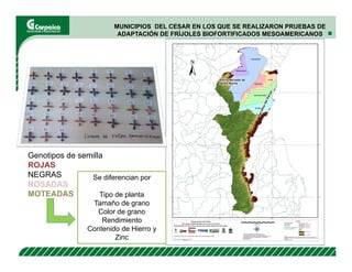 Evaluación agronómica y sensorial de fríjol mejorado nutricionalmente en el Cesar