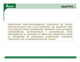 Evaluación agronómica y sensorial de fríjol mejorado nutricionalmente en el Cesar