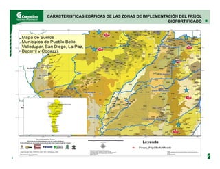 Evaluación agronómica y sensorial de fríjol mejorado nutricionalmente en el Cesar